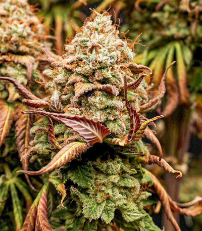 Семена сорта Watermelon Zkittlez Auto fem