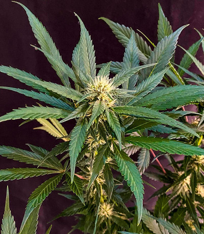 Семена сорта Lemon Cherry Cookies Auto fem (FastBuds)