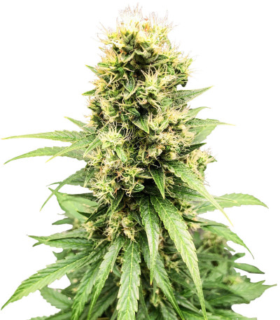 Семена сорта White Widow Auto fem (Семяныч)