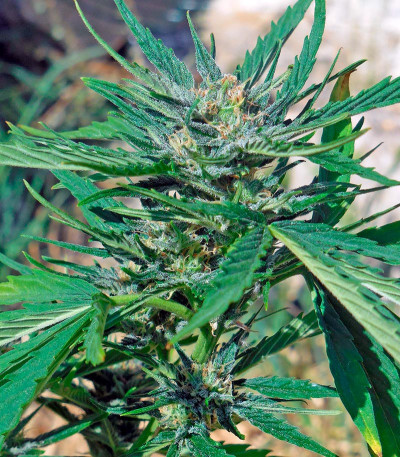 Сорт марихуаны Cheese XXL Autoflowering