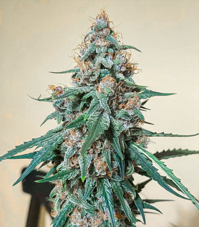 Семена сорта Tropicana Cookies Auto fem (Cali Buds Seeds)