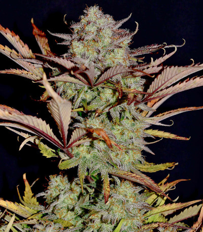 Семена сорта Apple Strudel Auto fem (FastBuds)