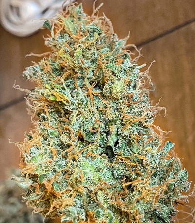 Семена сорта GMO Auto fem (Barney's Farm)