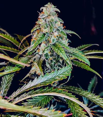 Семена сорта Lemon Citron fem (Humboldt Seed Organization)