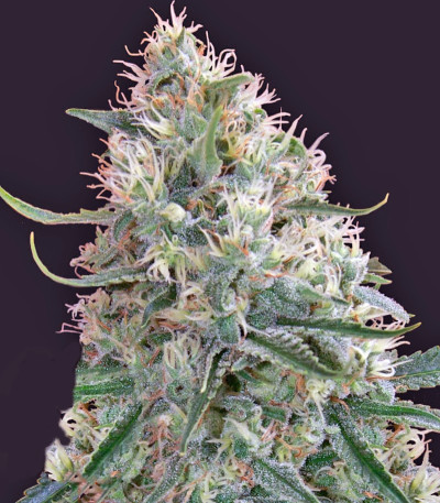 Семена сорта Sin Tra Bajo Auto fem