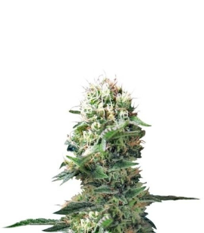 Семена сорта Dance World CBD fem (Royal Queen Seeds)