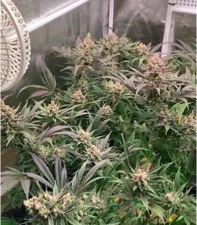 Семена сорта Gorilla Glue #4 fem (Original Sensible Seeds)