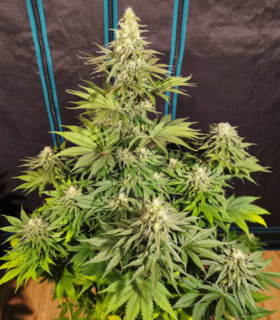 Семена сорта Blueberry fem (Dutch Passion)