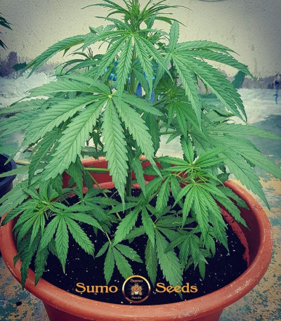 Семена сорта Cali Gangsta Kush fem (Sumo Seeds)