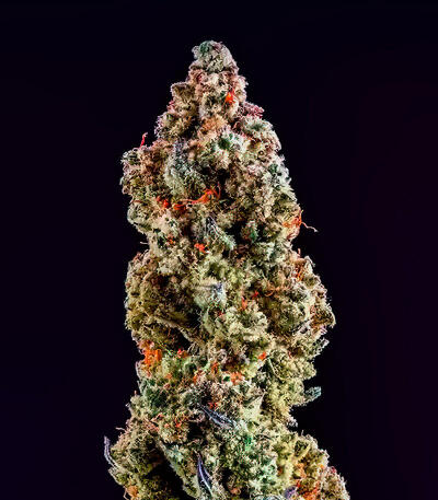 Семена сорта Mandarin Cookies R3 fem (Ethos Genetics)