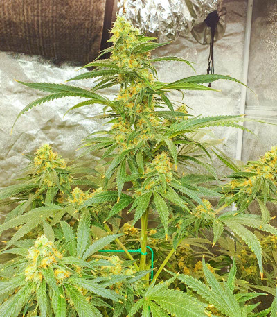 Семена сорта Afghan Kush fem (Семяныч)