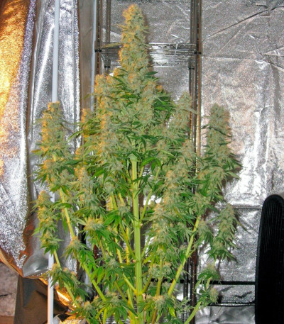 Семена сорта Alaskan Ice fem