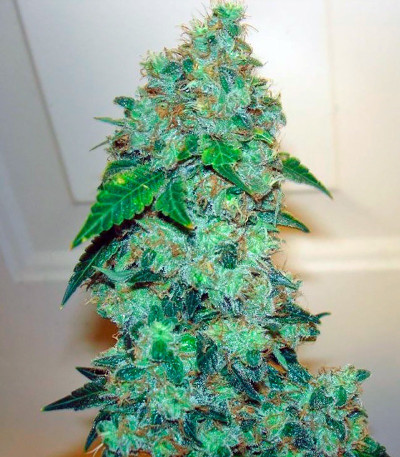 Семена конопли Bubba Kush