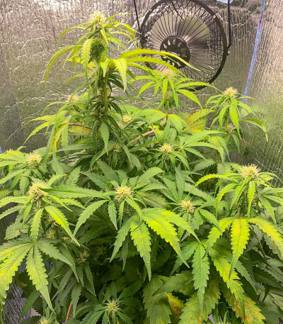 Семена сорта Crime Caramel Auto fem (Семяныч)