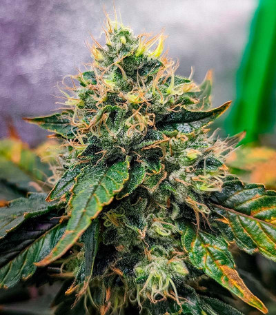 Семена сорта конопли Pink Runtz Auto от 7CH American