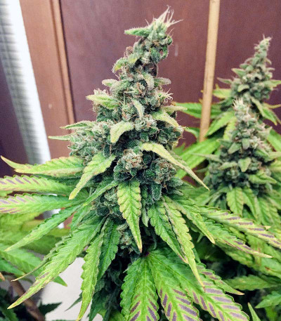 Семена сорта Bruce Banner #3 fem