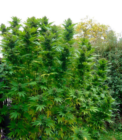 Сорт конопли Durban Poison