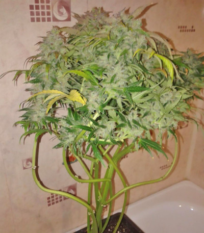 Семена сорта Lowryder Auto reg (Doctor’s Choice)