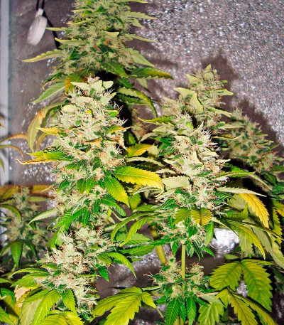 Семена сорта White Rhino fem (Nirvana Seeds)