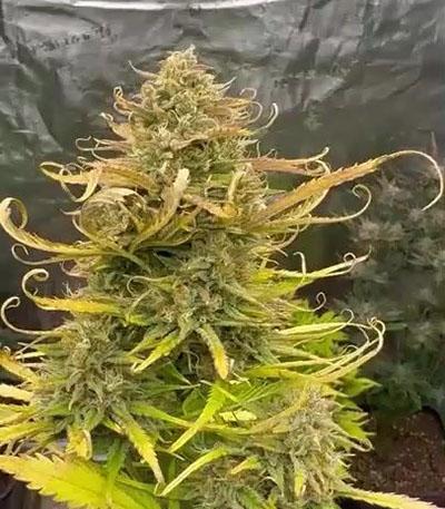 Семена сорта Apricot Auto fem (FastBuds)