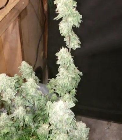 Семена сорта Auto White Widow fem (Pyramid Seeds)