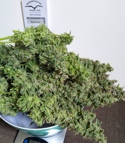 Семена сорта Auto Banana Blaze (Dutch Passion)