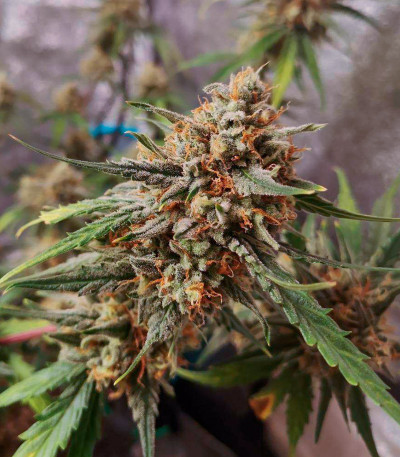 Семена сорта Banana Daddy Auto RBX2 fem (Ethos Genetics)