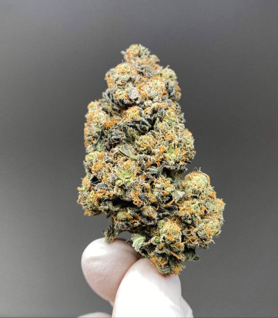 Семена сорта Blue Gelato 41 (Barney's Farm)