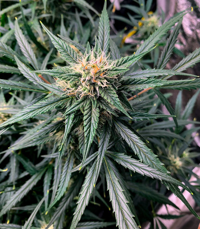 Семена сорта Sexy Cinderella Auto fem (Семяныч)