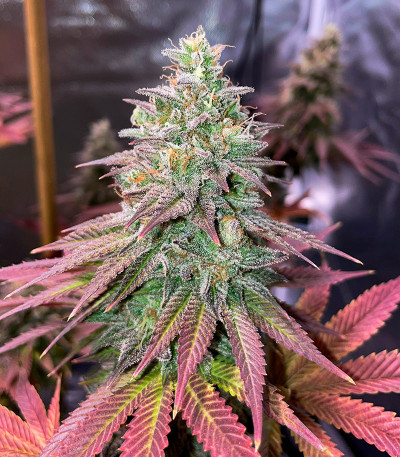 Семена сорта White Wedding RBX fem (Ethos Genetics)