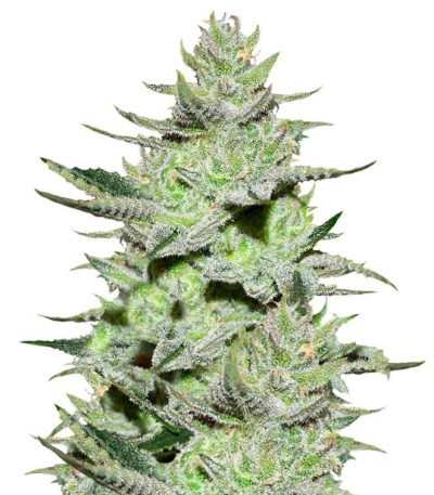 Семена сорта Unknown Kush fem (Delicious Seeds)