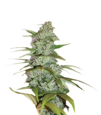 Семена сорта Master Kush fem (Nirvana Seeds)