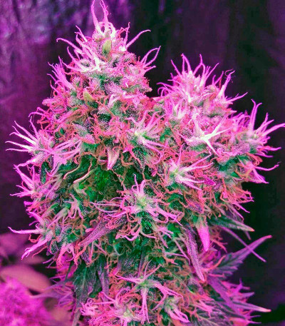 Семена сорта Blue Dream fem (Humboldt Seeds)