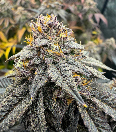 Семена сорта Cap Junky fem (7CH American)