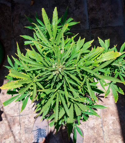 Семена сорта El Alquimista Auto fem (Samsara Seeds)