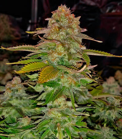 Семена сорта Louis XIII fem (7CH American)