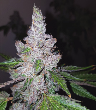 Семена сорта Triple G fem (Royal Queen Seeds)
