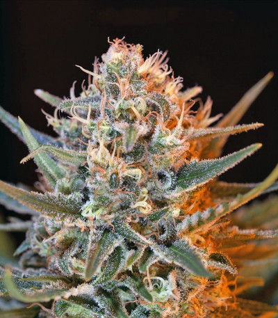 Семена сорта Jack 47 F1 Fast Version fem (Sweet Seeds)