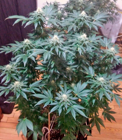 Семена сорта Kaia Kush fem (Green House Seed)