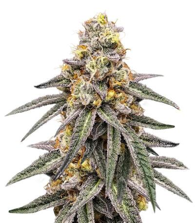 Семена сорта Gator Breath fem (7CH American)