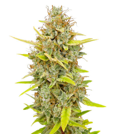 Семена сорта Keep Frosted Guava Autoflower fem (Seedkeepers)