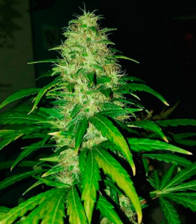 Семена сорта Cotton Candy Kush fem (Delicious Seeds)