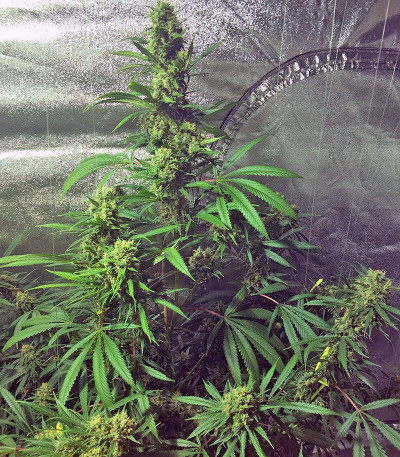 Семена сорта Cookies Kush fem