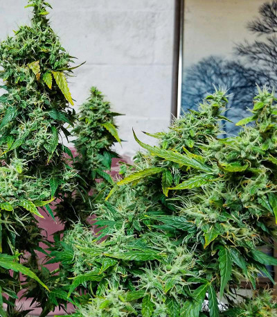 Семена сорта Gorilla fem (00 Seeds)