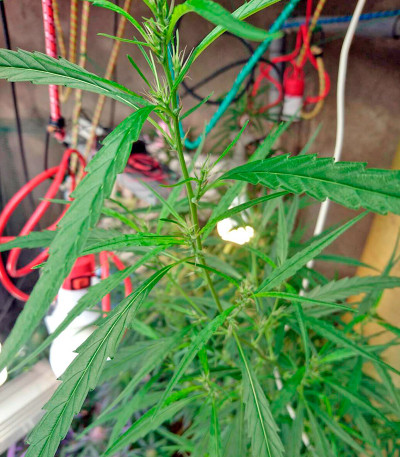 Семена сорта Lithium OG Kush fem (Nirvana Seeds)