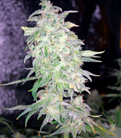 Семена конопли Moby Dick XXL Autoflowering fem
