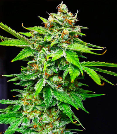 Семена сорта Peanut Butter OGKB fem (Original Sensible Seeds)