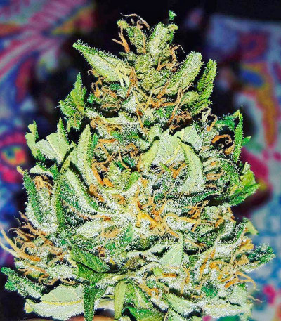 Семена сорта White Widow fem (00 Seeds)