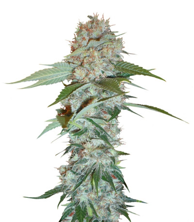 Семена сорта Big Bud reg (Sensi Seeds)