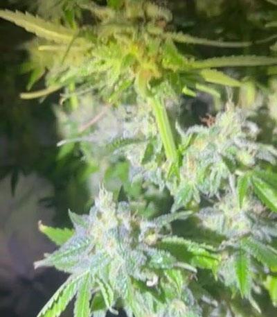 Семена сорта Eleven Roses fem (Delicious Seeds)